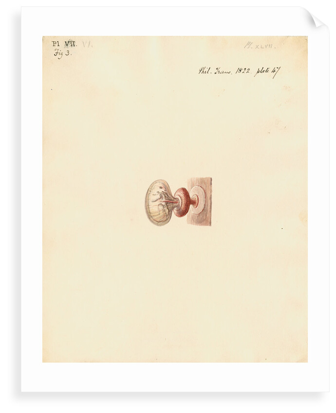 Guinea pig foetus and placenta by William Clift