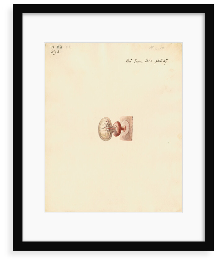 Guinea pig foetus and placenta by William Clift
