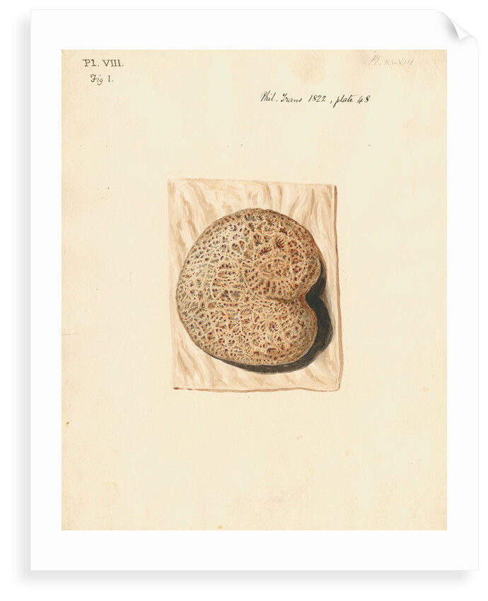 Cow placenta by William Clift