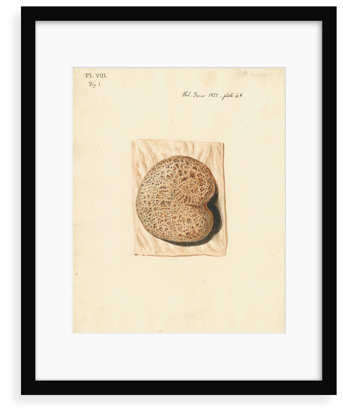 Cow placenta by William Clift