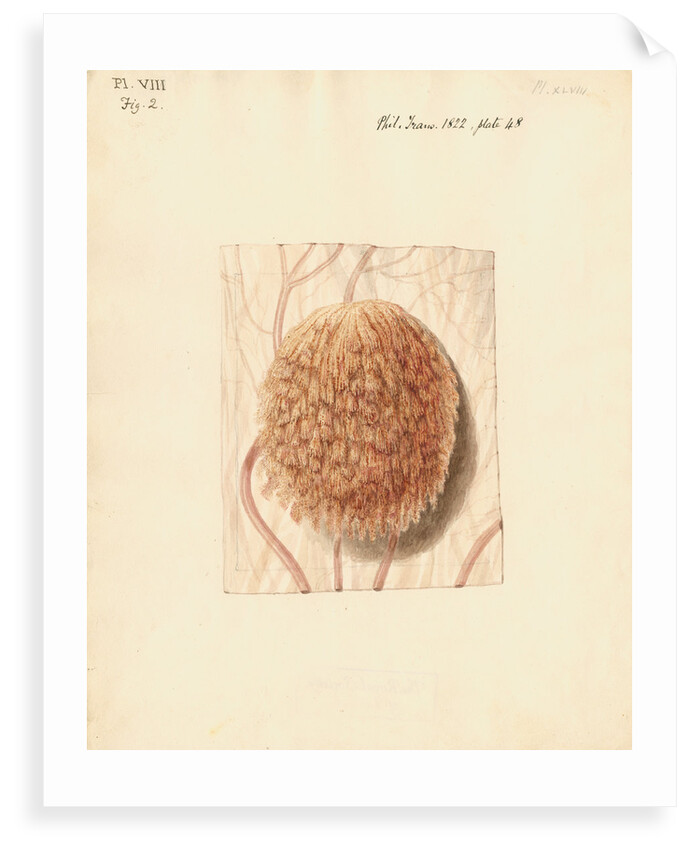 Cow placenta by William Clift