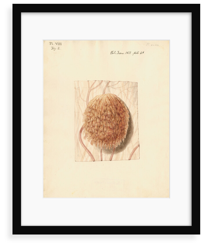 Cow placenta by William Clift