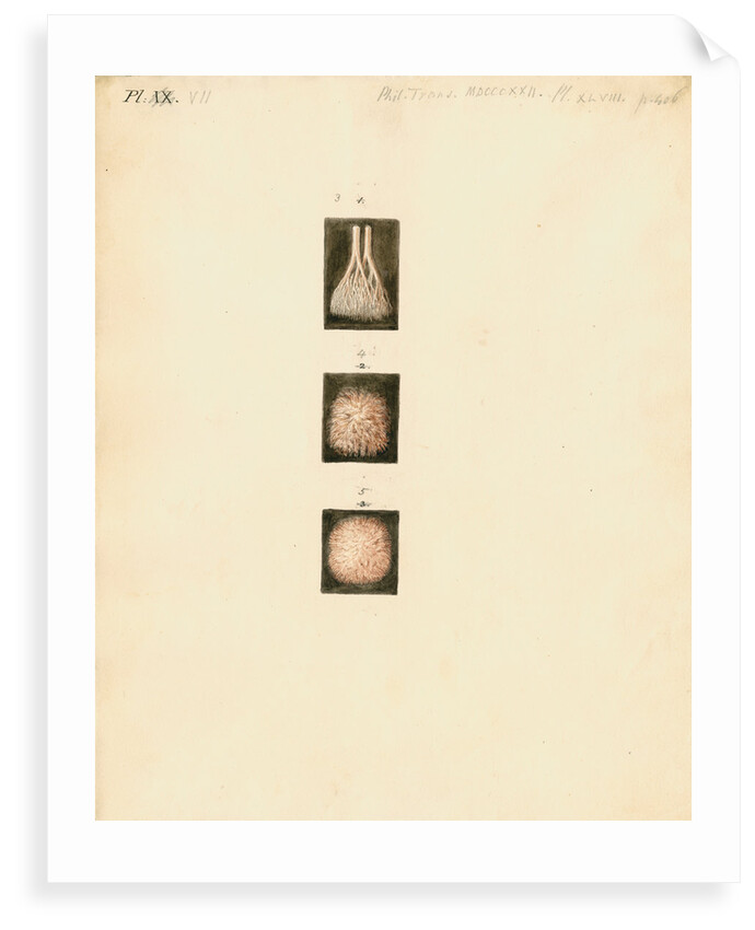 Deer, sheep and goat placenta details by William Clift