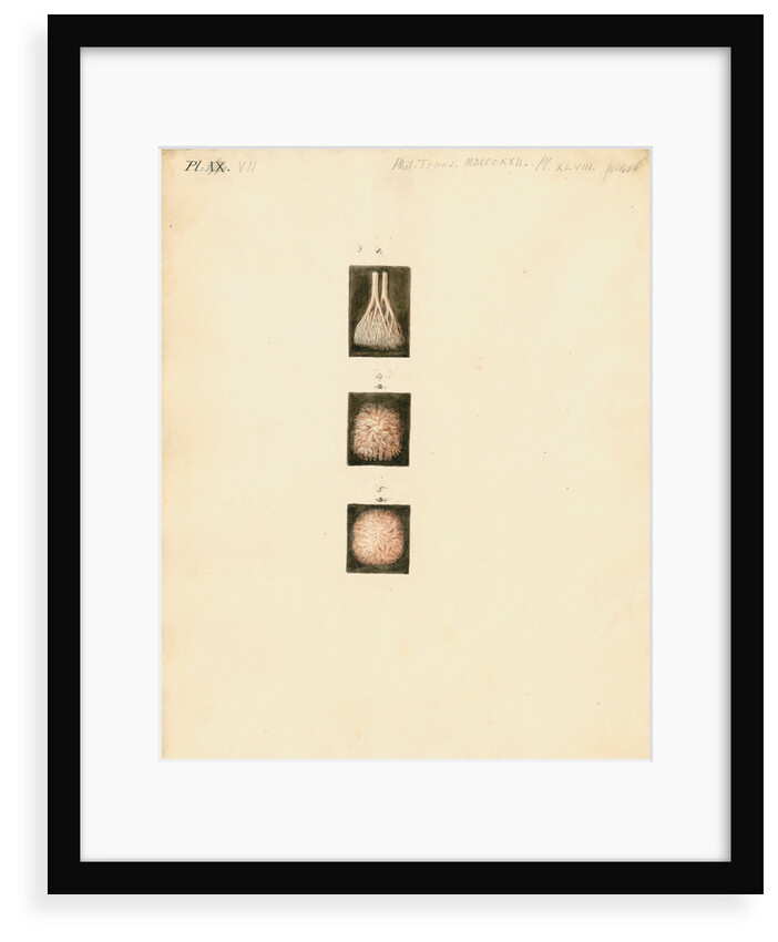 Deer, sheep and goat placenta details by William Clift