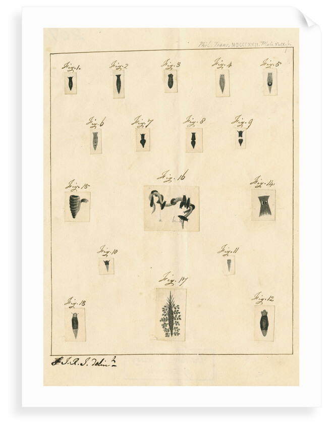 Planaria worms by James Rawlins Johnson