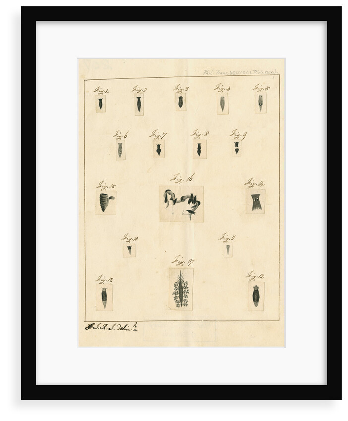 Planaria worms by James Rawlins Johnson