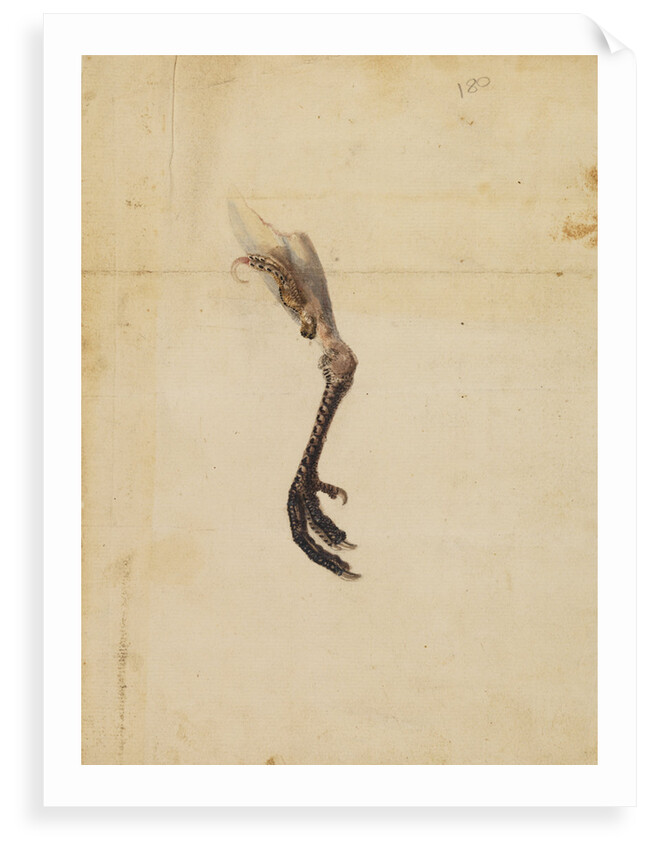 Turkey leg and spur by Anonymous