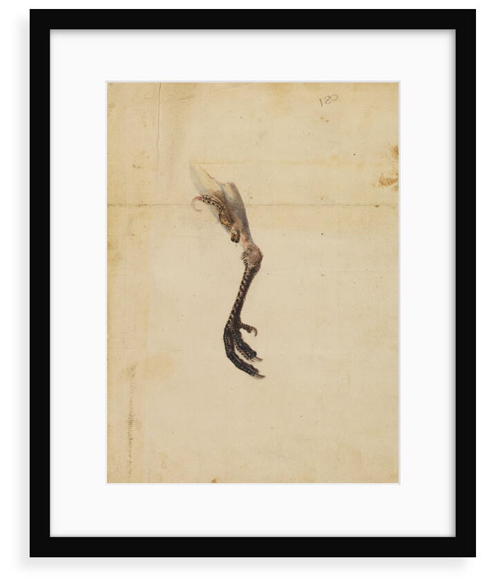 Turkey leg and spur by Anonymous