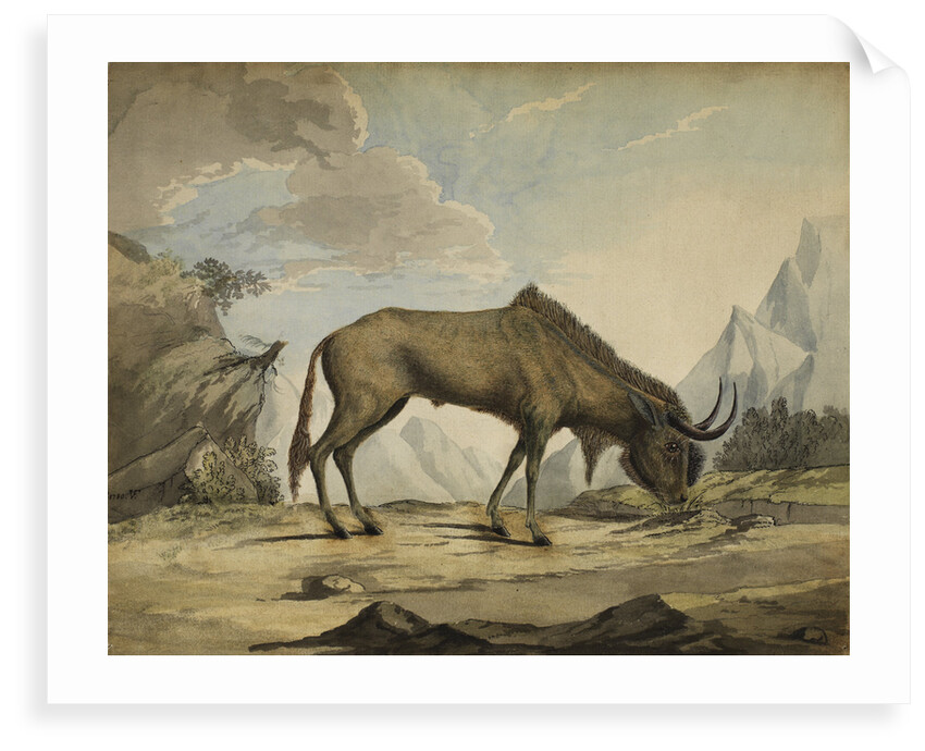 American bison by Anonymous
