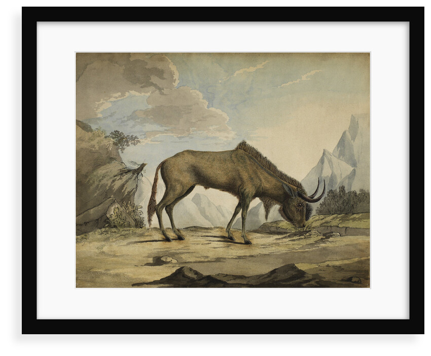 American bison by Anonymous