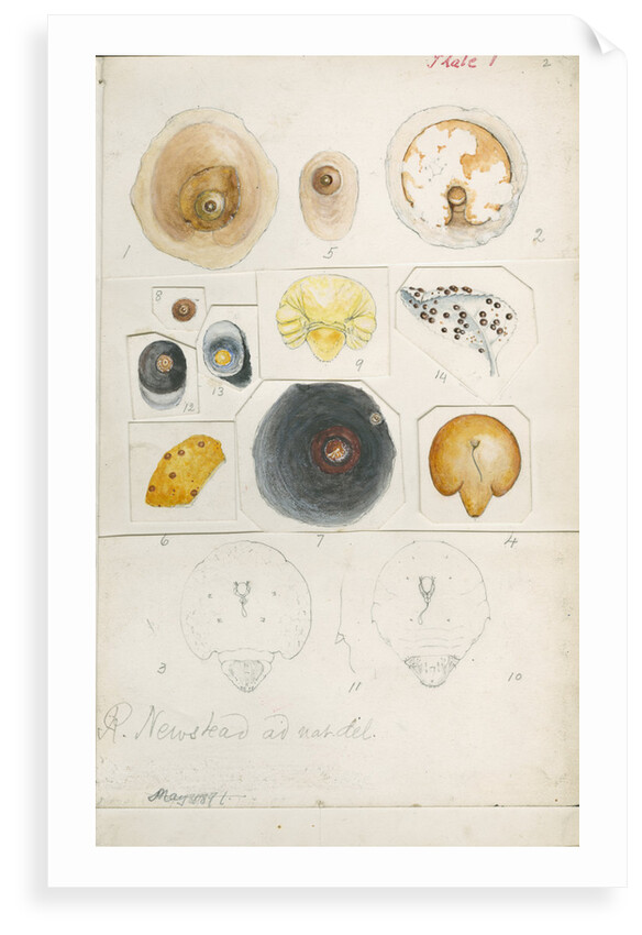 Aspidiotus auranth and Aspidiotus ficus by Robert Newstead