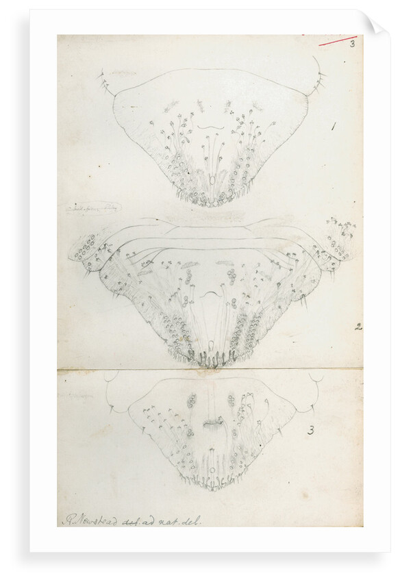 Posterior body parts of Aspidiotus aurantii, Aspidiotus ficus and Aspidiotus dictyospermi by Robert Newstead