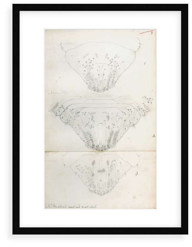 Posterior body parts of Aspidiotus aurantii, Aspidiotus ficus and Aspidiotus dictyospermi by Robert Newstead
