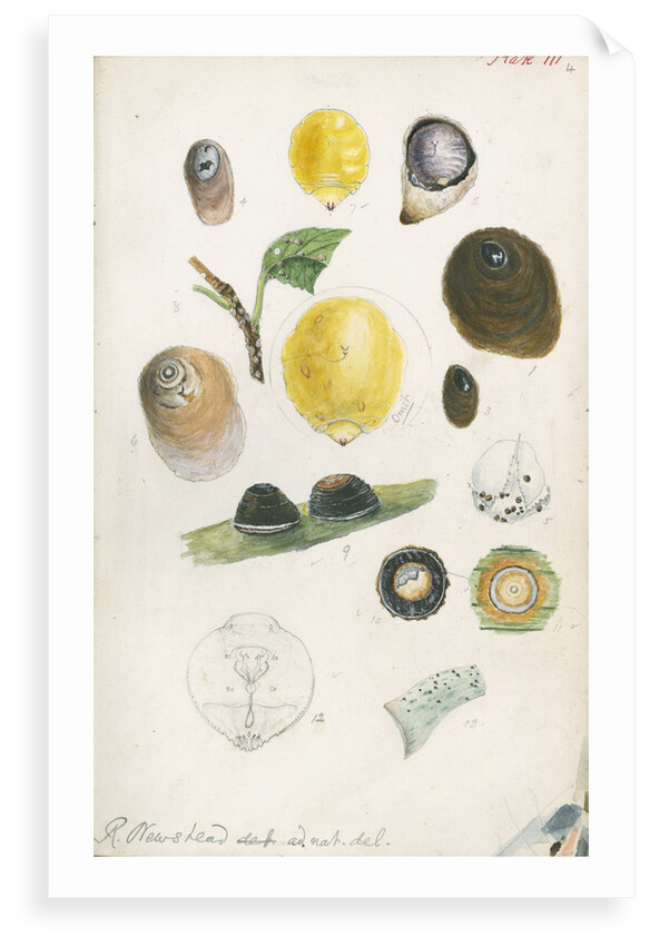 Aspidiotus bromelliae, Aspidiotus camellae and Aspidiotus personatus by Robert Newstead