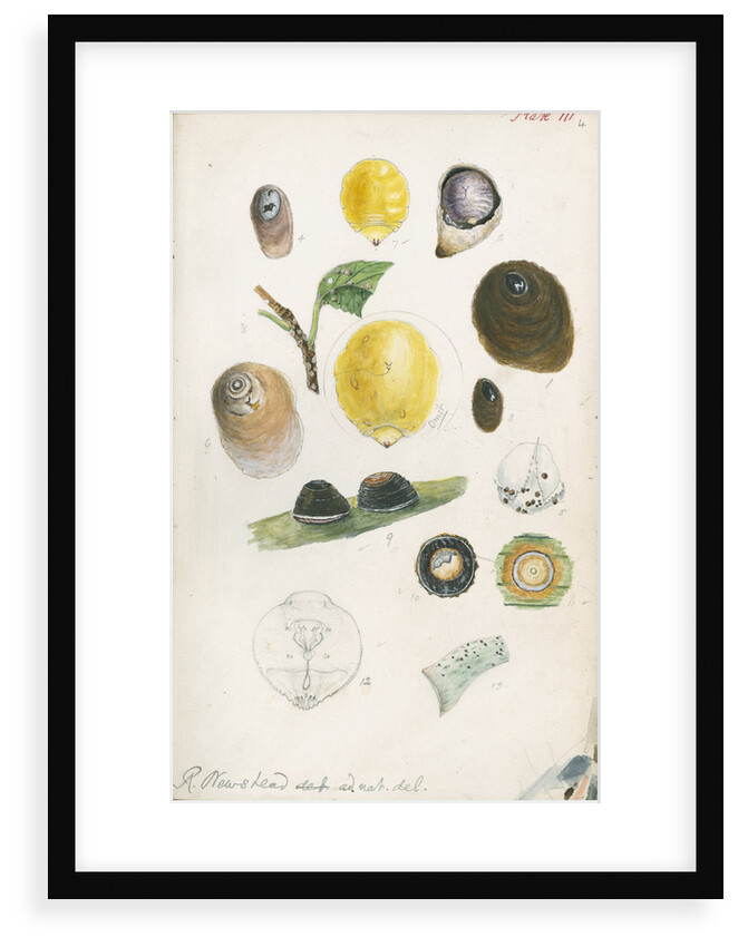 Aspidiotus bromelliae, Aspidiotus camellae and Aspidiotus personatus by Robert Newstead