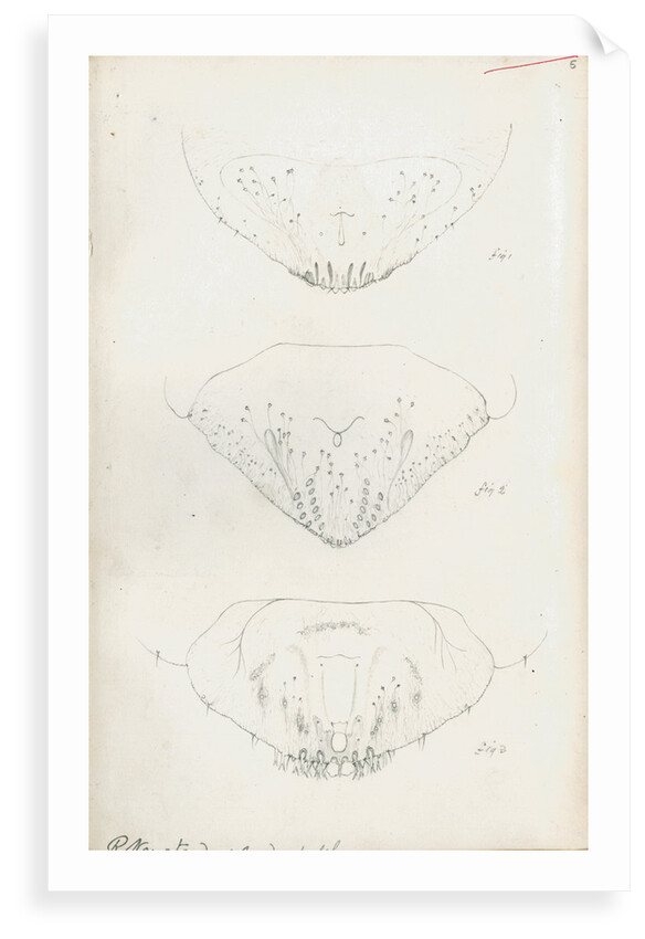 Posterior body parts of Aspidiotus personatus, Aspidiotus bromellae and Aspidiotus camellae by Robert Newstead