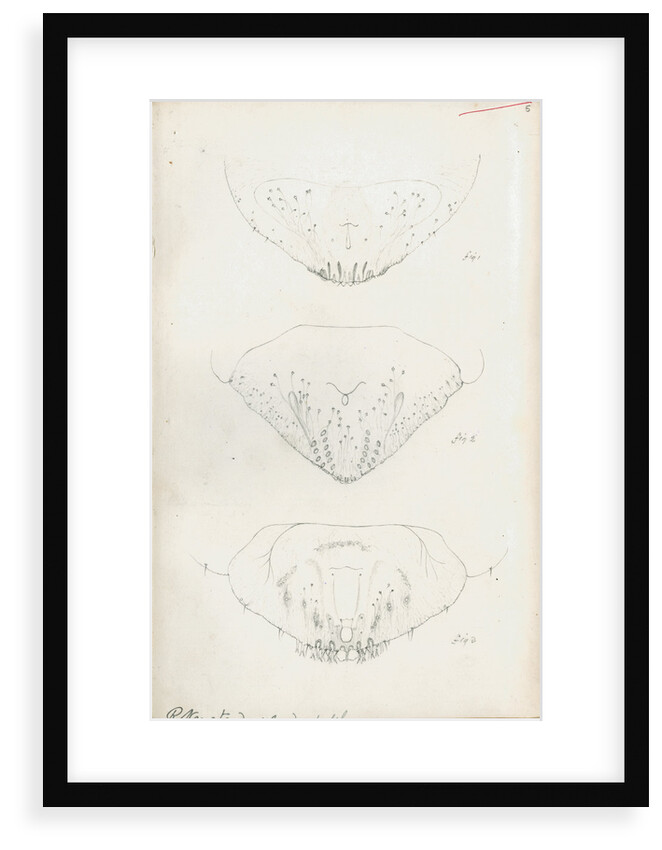 Posterior body parts of Aspidiotus personatus, Aspidiotus bromellae and Aspidiotus camellae by Robert Newstead