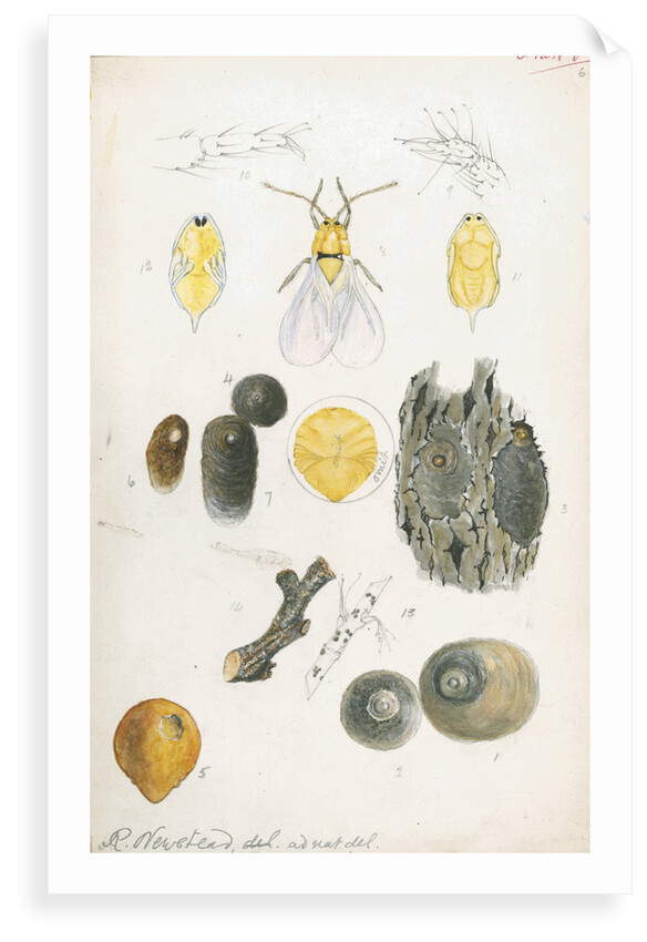 Aspidiotus ostreaeformis [European fruit scale] by Robert Newstead