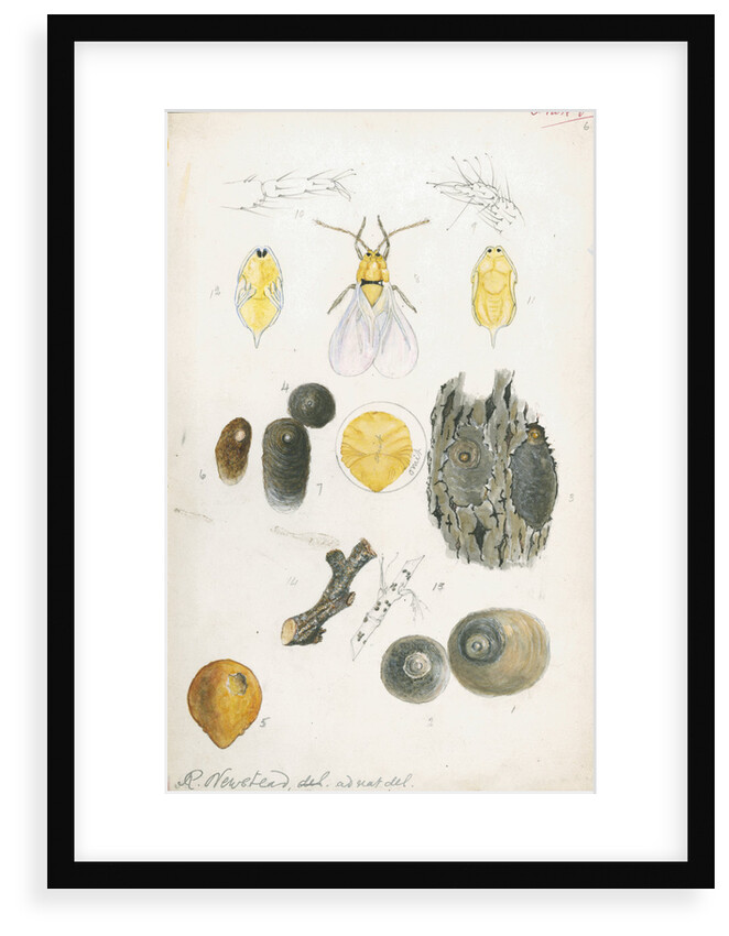 Aspidiotus ostreaeformis [European fruit scale] by Robert Newstead