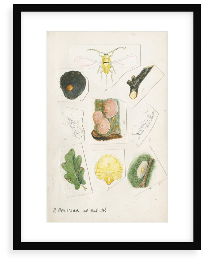 Aspidiotus zonatus by Robert Newstead