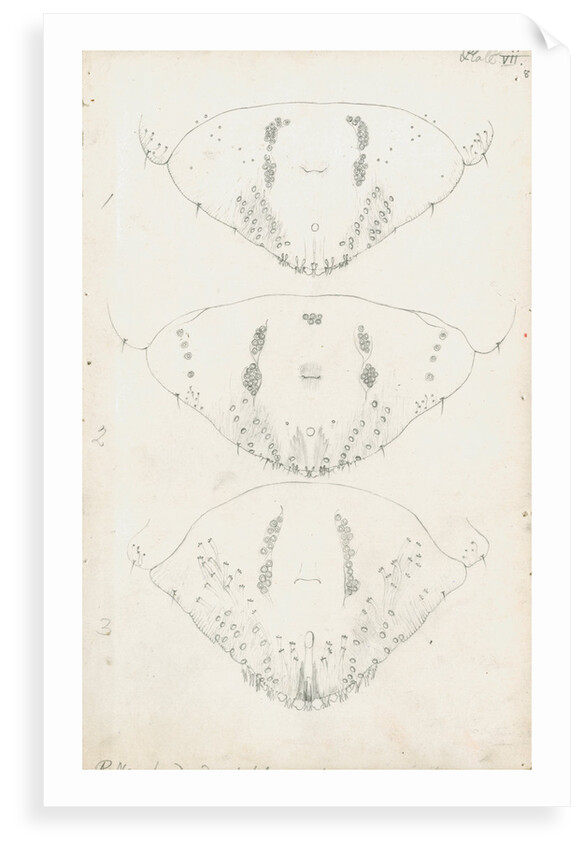 Posterior body parts of Aspidiotus zonatus, Aspidiotus ostreaeformis and Aspidiotus britannicus by Robert Newstead