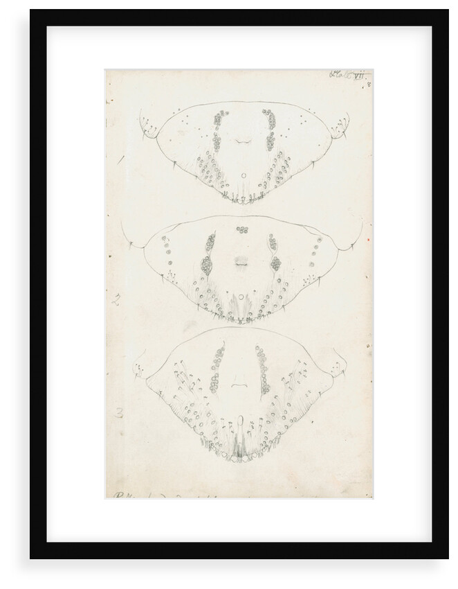 Posterior body parts of Aspidiotus zonatus, Aspidiotus ostreaeformis and Aspidiotus britannicus by Robert Newstead