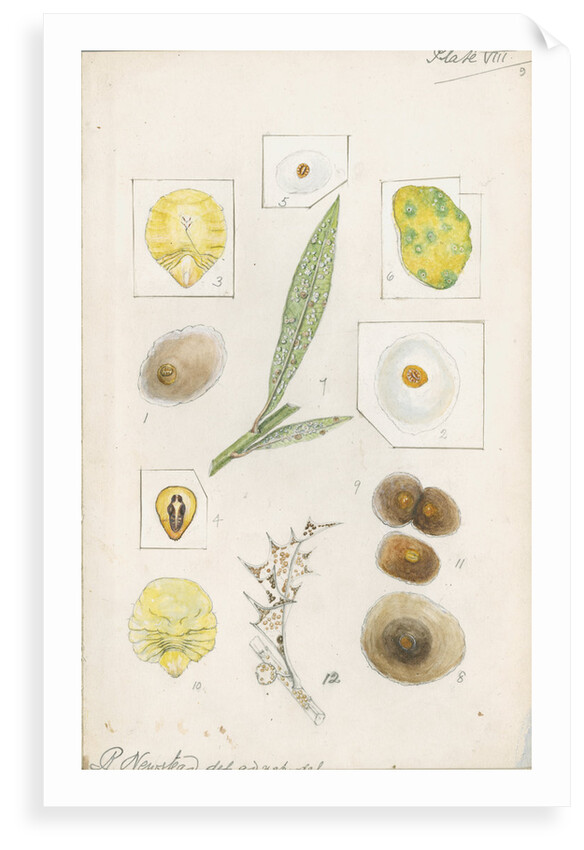 Aspidiotus hederae [Ivy scale] and Aspidiotus britannicus [Holly scale] by Robert Newstead