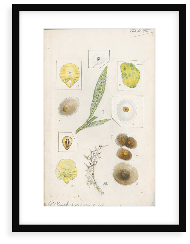Aspidiotus hederae [Ivy scale] and Aspidiotus britannicus [Holly scale] by Robert Newstead