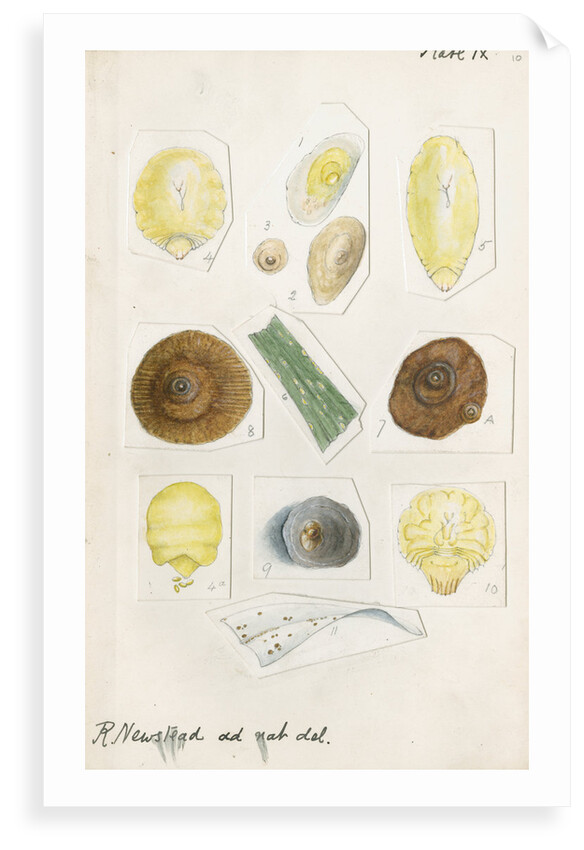 Aspidiotus cyanophyll [Cyanophyllum scale] and Aspidiotus dictyospermi [Spanish red scale] by Robert Newstead
