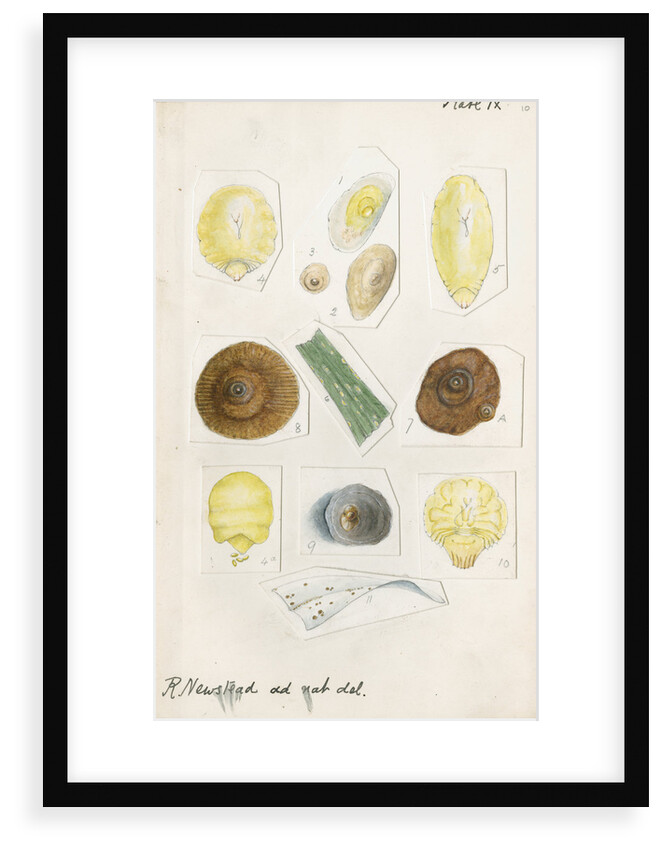 Aspidiotus cyanophyll [Cyanophyllum scale] and Aspidiotus dictyospermi [Spanish red scale] by Robert Newstead