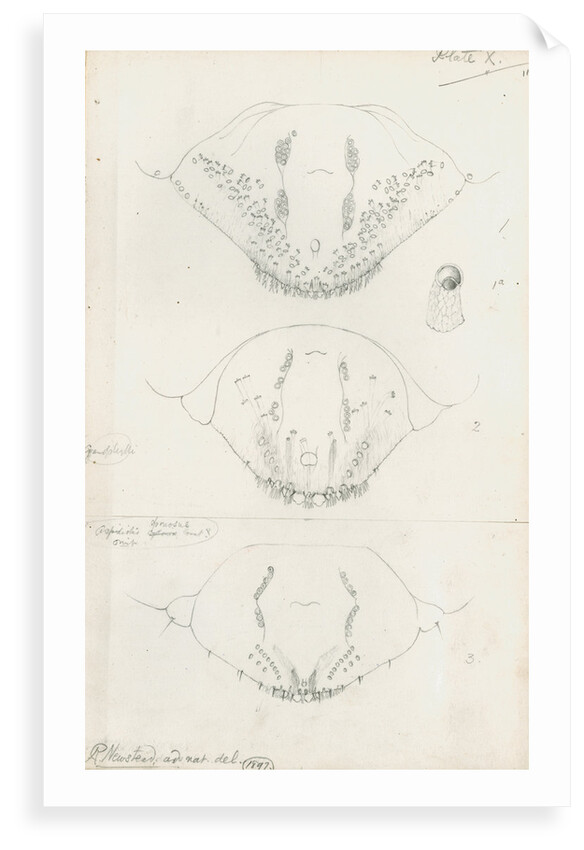 Posterior body parts of Aspidiotus hederae [Ivy scale], Aspidiotus cyanophyll [Cyanophyllum scale] and Aspidiotus spinosus by Robert Newstead