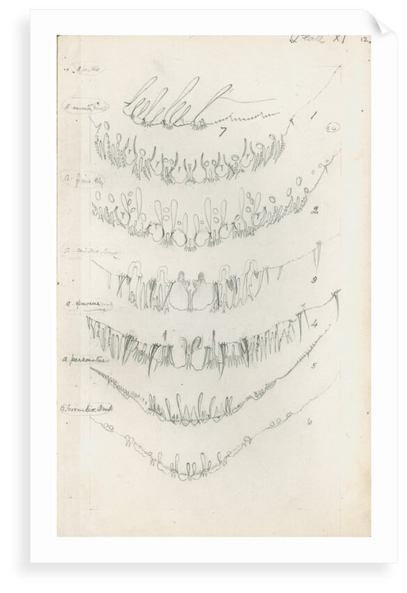 Posterior body margins of female Aspidiotus by Robert Newstead
