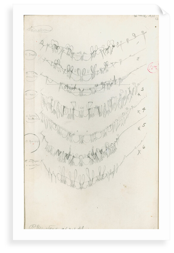 Posterior body margins of female Aspidiotus by Robert Newstead
