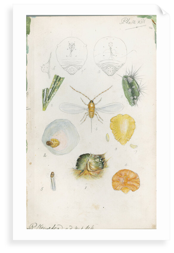 Diaspis bromellae [Pineapple scale], Diaspis boisduvalii [Biosduval scale] and Diaspis calyptroides [Cactus scale] by Robert Newstead