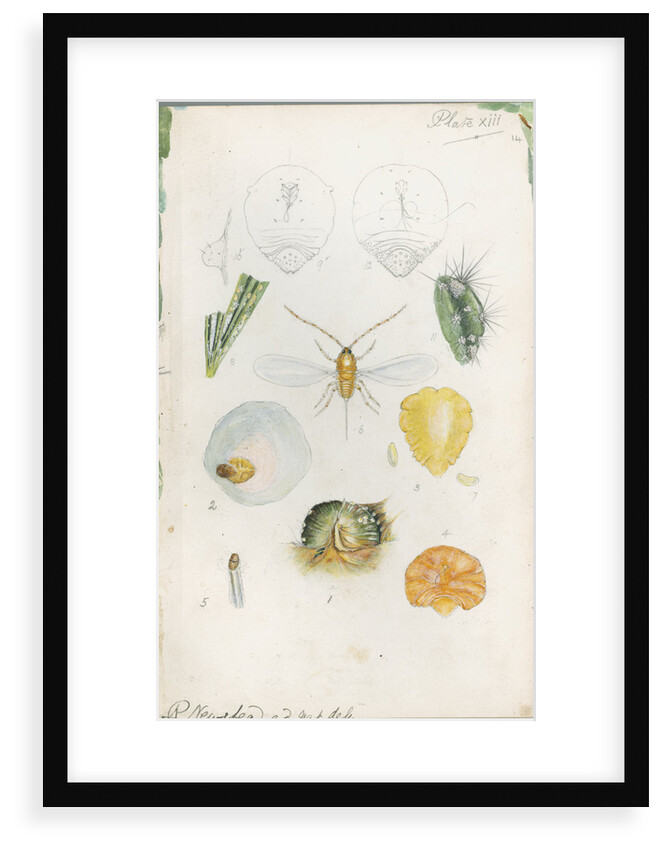Diaspis bromellae [Pineapple scale], Diaspis boisduvalii [Biosduval scale] and Diaspis calyptroides [Cactus scale] by Robert Newstead