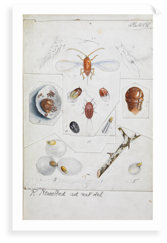 Aulacaspis rosae [Rose scale] by Robert Newstead