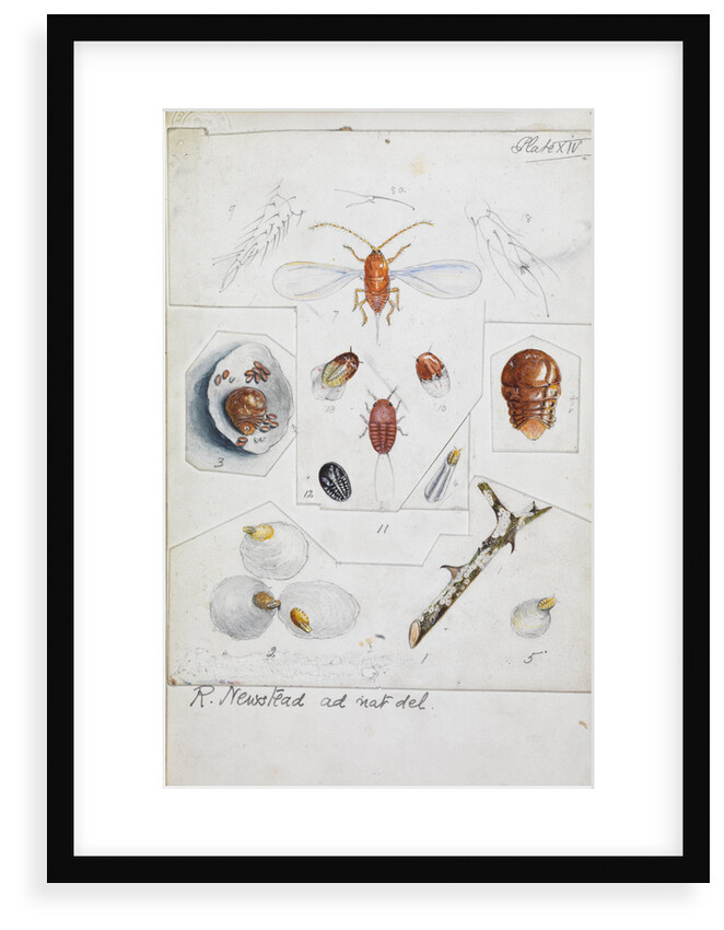 Aulacaspis rosae [Rose scale] by Robert Newstead
