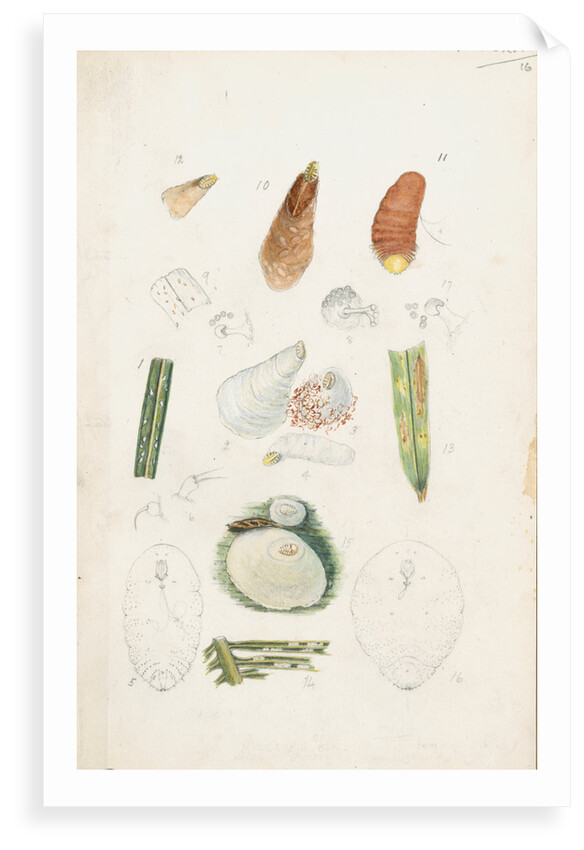 Poliaspis cycadis [Poliaspis cycad scale], Pinnaspis buxi [Boxwood scale] and Diaspis zamiae by Robert Newstead