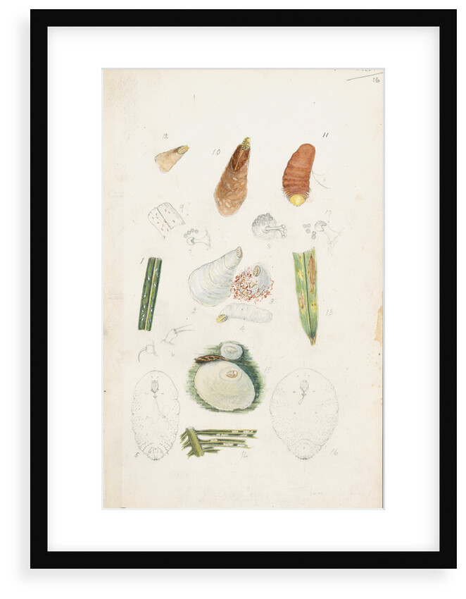 Poliaspis cycadis [Poliaspis cycad scale], Pinnaspis buxi [Boxwood scale] and Diaspis zamiae by Robert Newstead