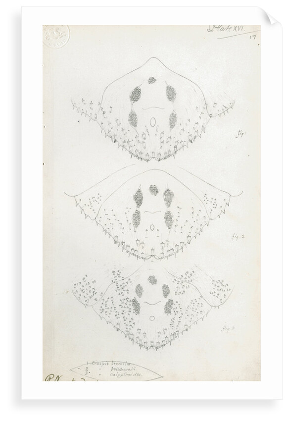 Posterior body parts of Diaspis bromellae [Pineapple scale], Diaspis boisduvalii [Biosduval scale] and Diaspis calyptroides [Cactus scale] by Robert Newstead