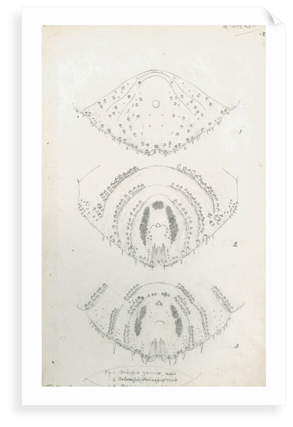 Posterior body parts of Diaspis zamiae, Aulacaspis rosae [Rose scale] and Poliaspis cycadis [Poliaspis cycad scale] by Robert Newstead