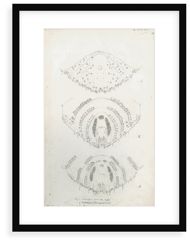 Posterior body parts of Diaspis zamiae, Aulacaspis rosae [Rose scale] and Poliaspis cycadis [Poliaspis cycad scale] by Robert Newstead