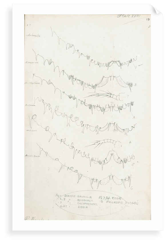 Posterior body margins of female Diaspis, Aulacaspis and Poliapsis by Robert Newstead