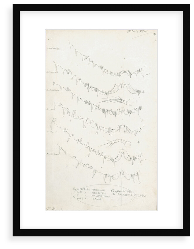 Posterior body margins of female Diaspis, Aulacaspis and Poliapsis by Robert Newstead