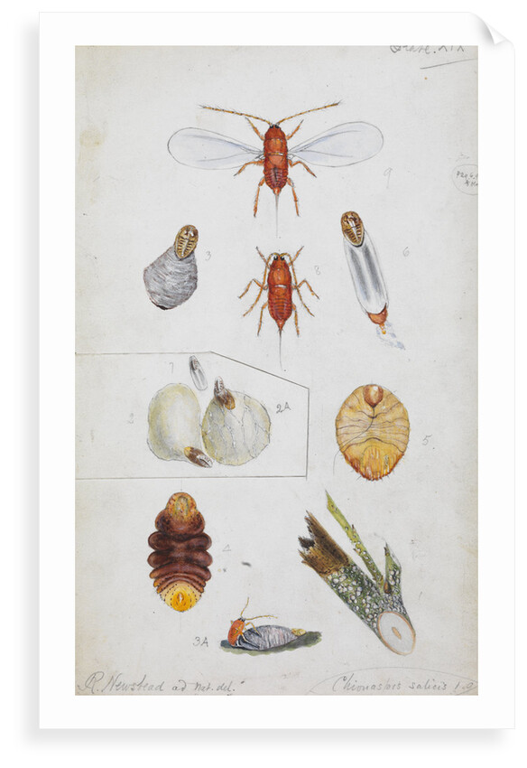 Chionaspis salicis [Willow scale] by Robert Newstead