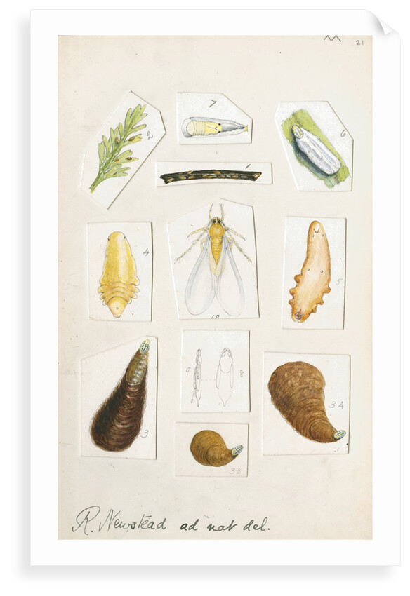Chionaspis aspidistrae by Robert Newstead