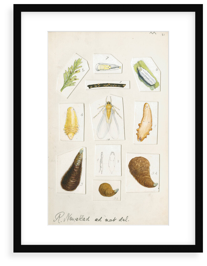Chionaspis aspidistrae by Robert Newstead