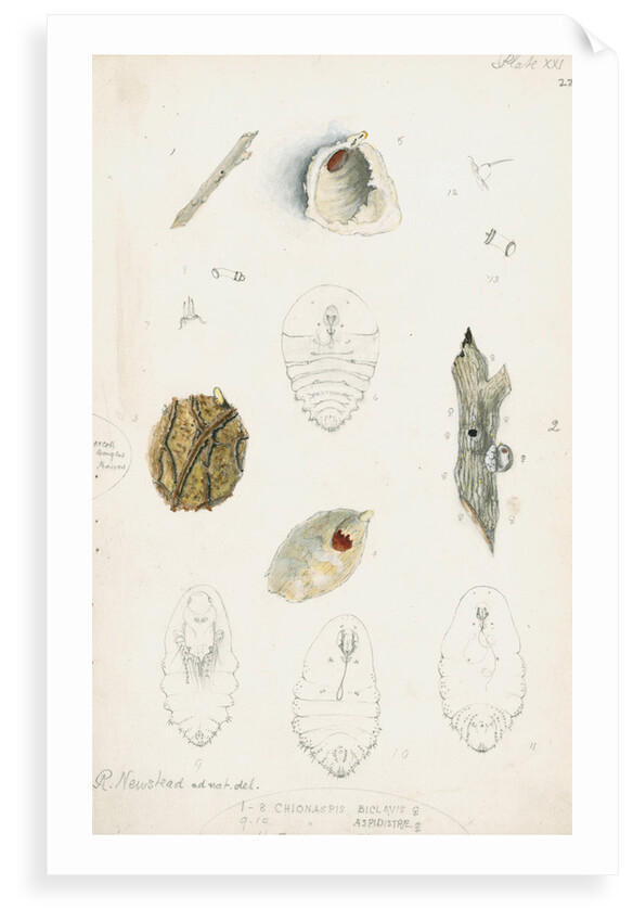 Chionaspis biclavis, Chionaspis aspidistrae and Chionaspis salicis [Willow scale] by Robert Newstead