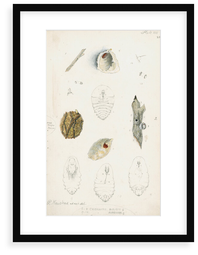 Chionaspis biclavis, Chionaspis aspidistrae and Chionaspis salicis [Willow scale] by Robert Newstead