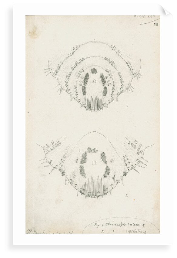Posterior body margins of female Chionaspis salicis [Willow scale] and Chionaspis aspidistrae by Robert Newstead